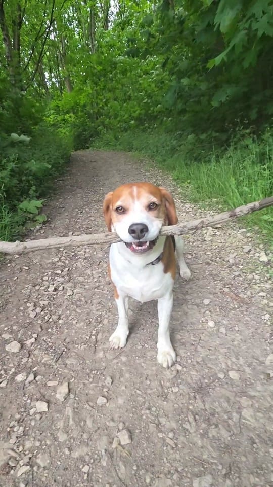 Post 7 by Milo🐶 on TikTok (video)