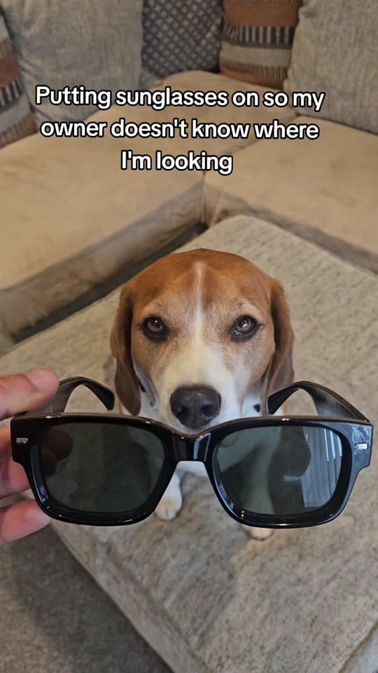 Post 8 by Milo🐶 on TikTok (video)
