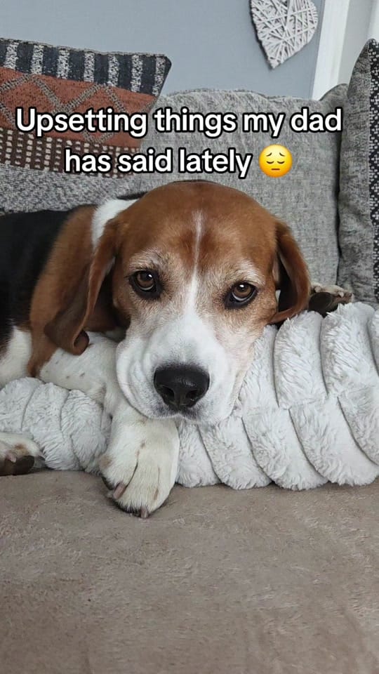 Post 6 by Milo🐶 on TikTok (video)