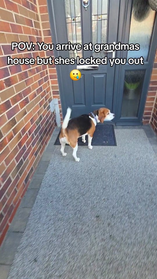 Post 2 by Milo🐶 on TikTok (video)