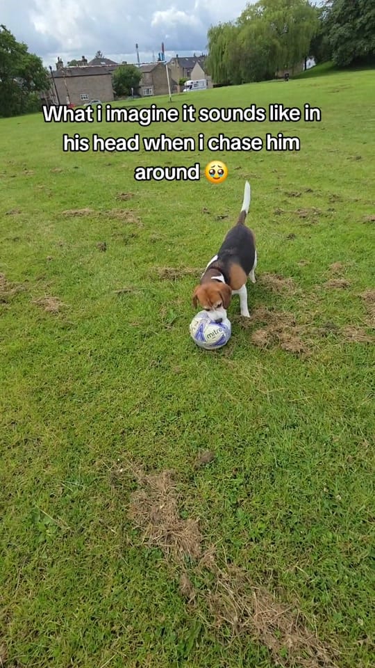 Post 1 by Milo🐶 on TikTok (video)