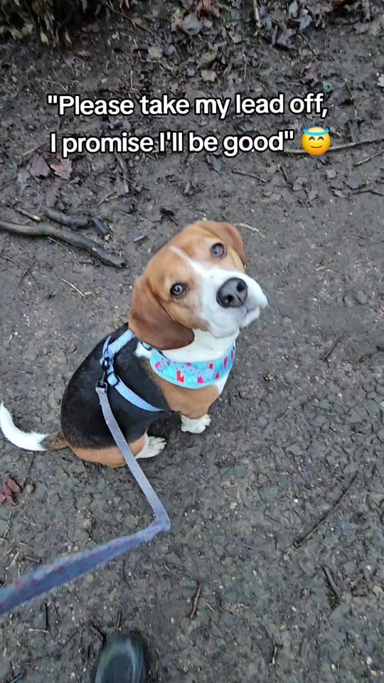 Post 10 by Milo🐶 on TikTok (video)