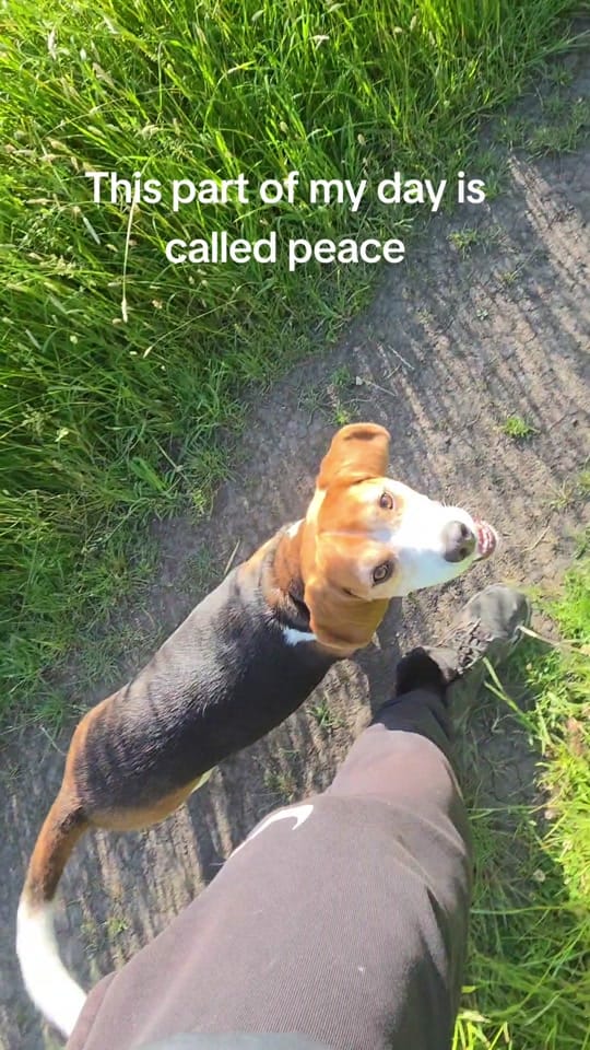 Post 5 by Milo🐶 on TikTok (video)