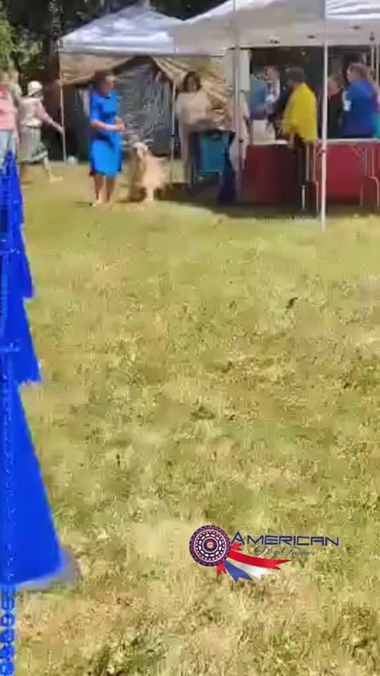 Post 7 by American Dog Fancier on TikTok (video)