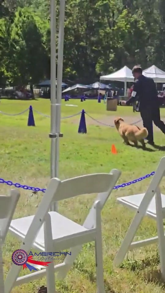 Post 2 by American Dog Fancier on TikTok (video)