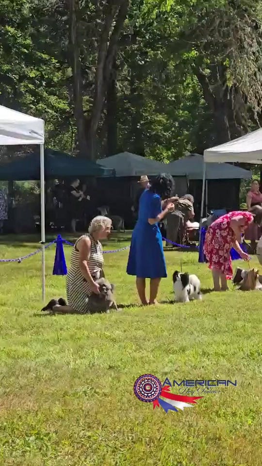 Post 6 by American Dog Fancier on TikTok (video)