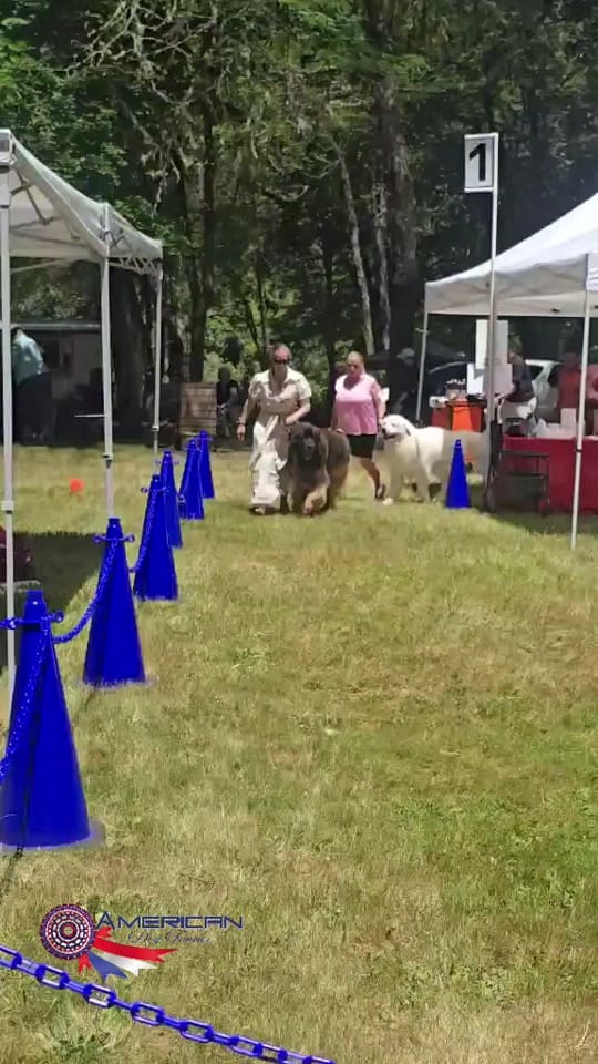 Post 3 by American Dog Fancier on TikTok (video)