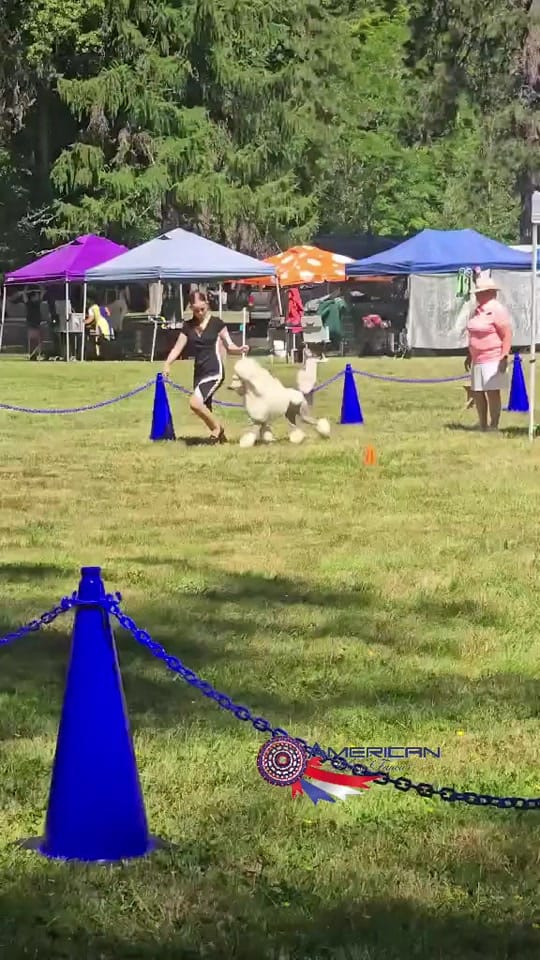 Post 5 by American Dog Fancier on TikTok (video)