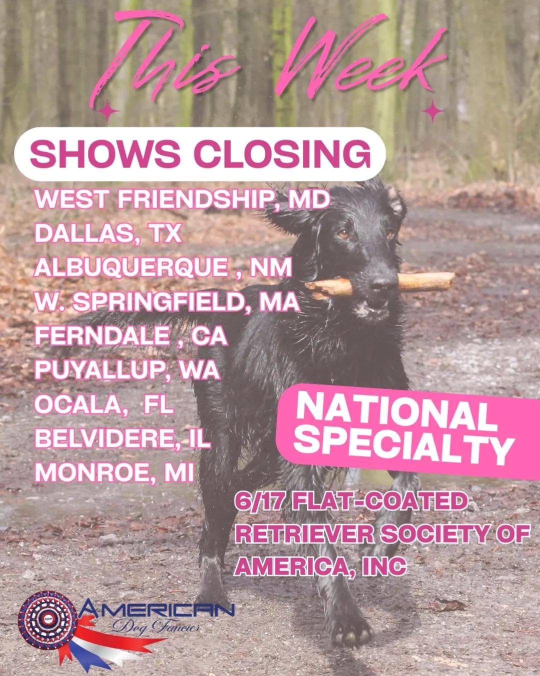 Post 1 by American Dog Fancier on TikTok (video)