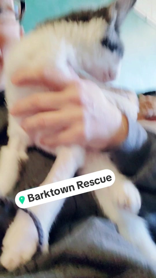 Post 1 by BarktownRescue on TikTok (video)