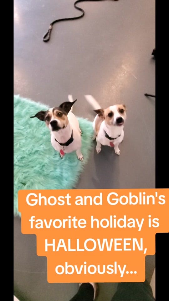 Post 7 by BarktownRescue on TikTok (video)