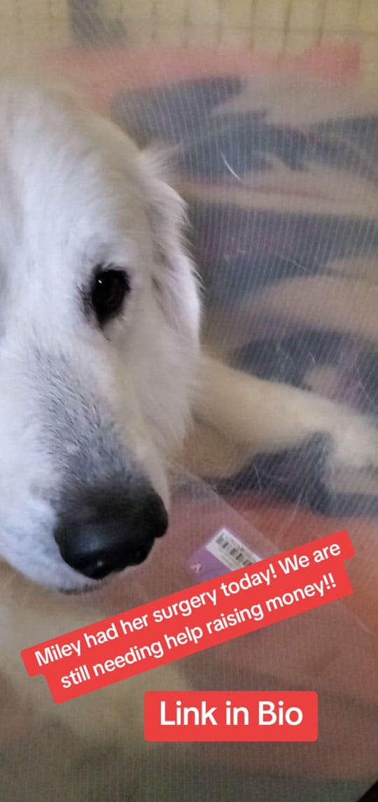 Post 3 by BarktownRescue on TikTok (video)