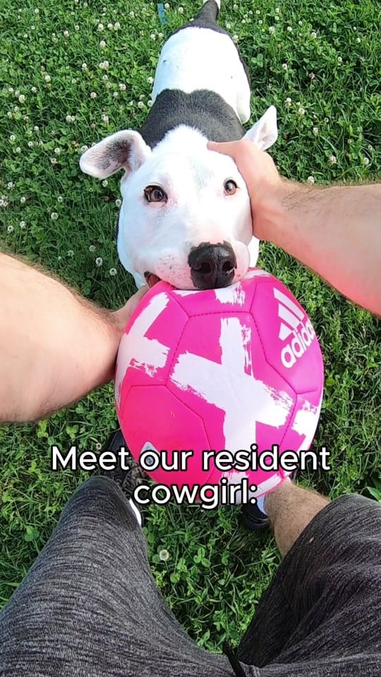 Post 10 by BarktownRescue on TikTok (video)