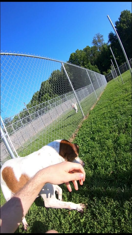 Post 9 by BarktownRescue on TikTok (video)