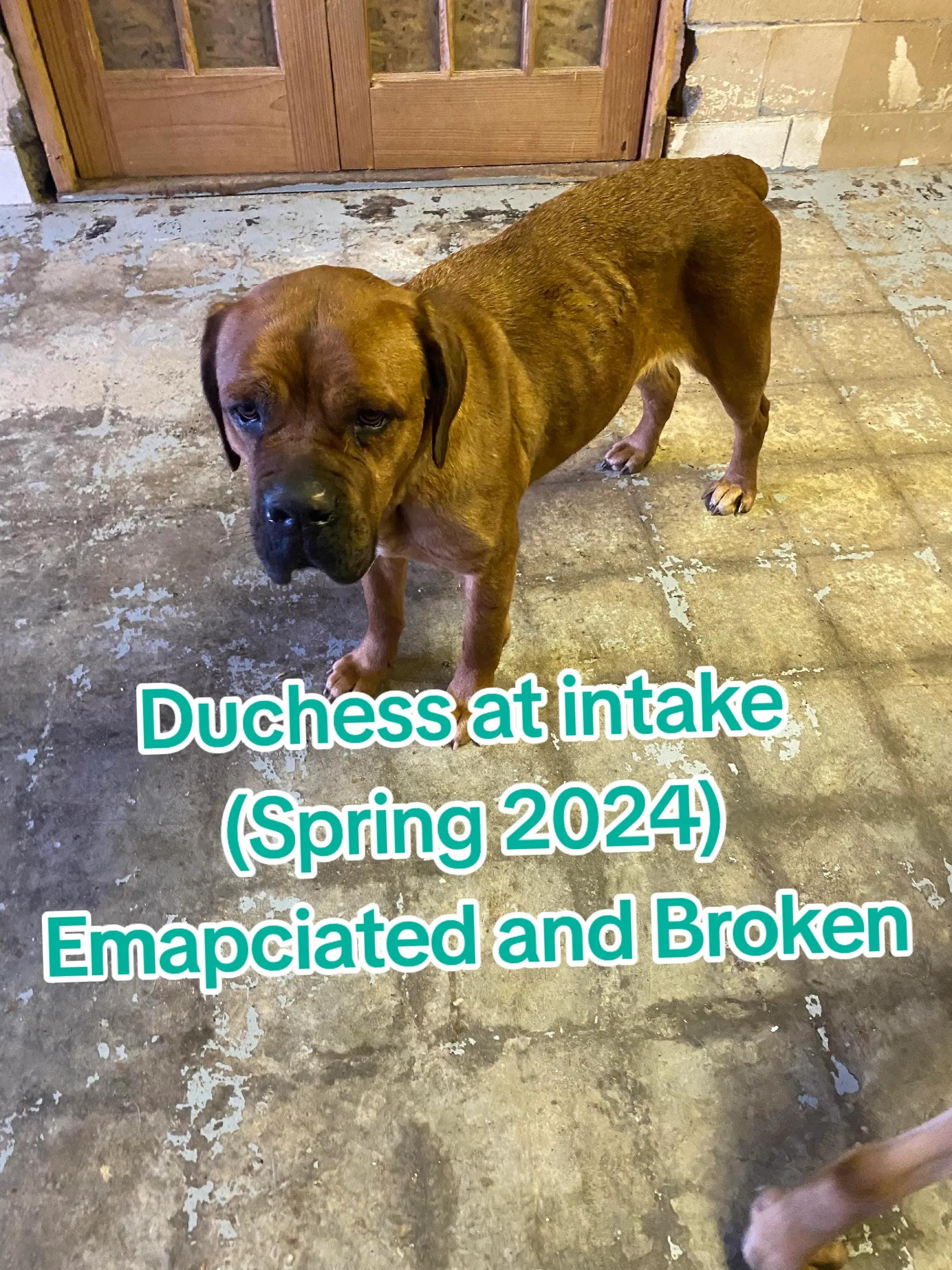 Post 4 by BarktownRescue on TikTok (video)