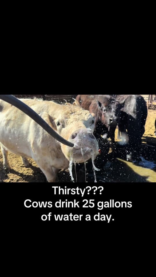 Post 10 by Stoney Farms Vacation Rentals on TikTok (video)