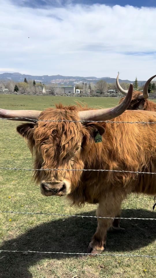 Post 5 by Stoney Farms Vacation Rentals on TikTok (video)