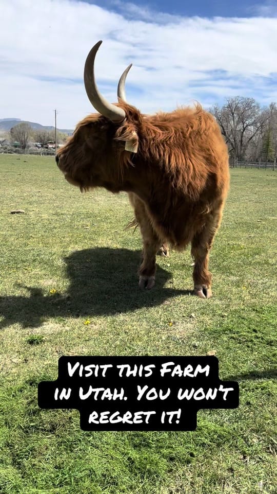 Post 3 by Stoney Farms Vacation Rentals on TikTok (video)