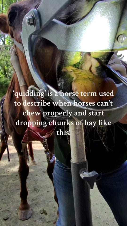 Post 8 by 🩺hannah the horse doc🐎 on TikTok (video)