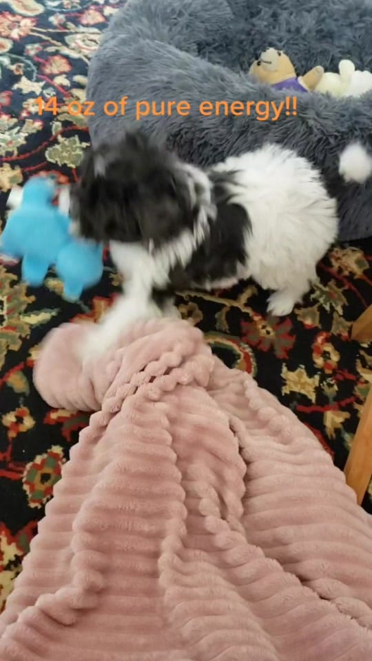 Post 1 by pattilm969 on TikTok (video)