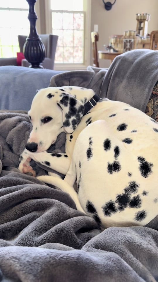 Post 8 by ❌traveling7️⃣dogstar❌ on TikTok (video)