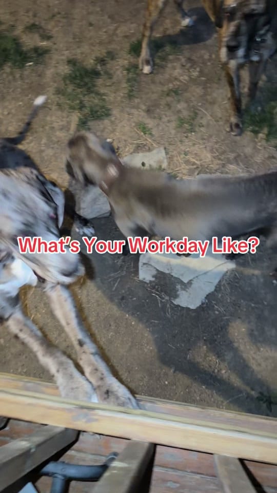 Post 4 by ❌traveling7️⃣dogstar❌ on TikTok (video)