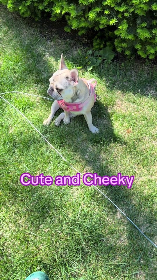 Post 10 by ❌traveling7️⃣dogstar❌ on TikTok (video)
