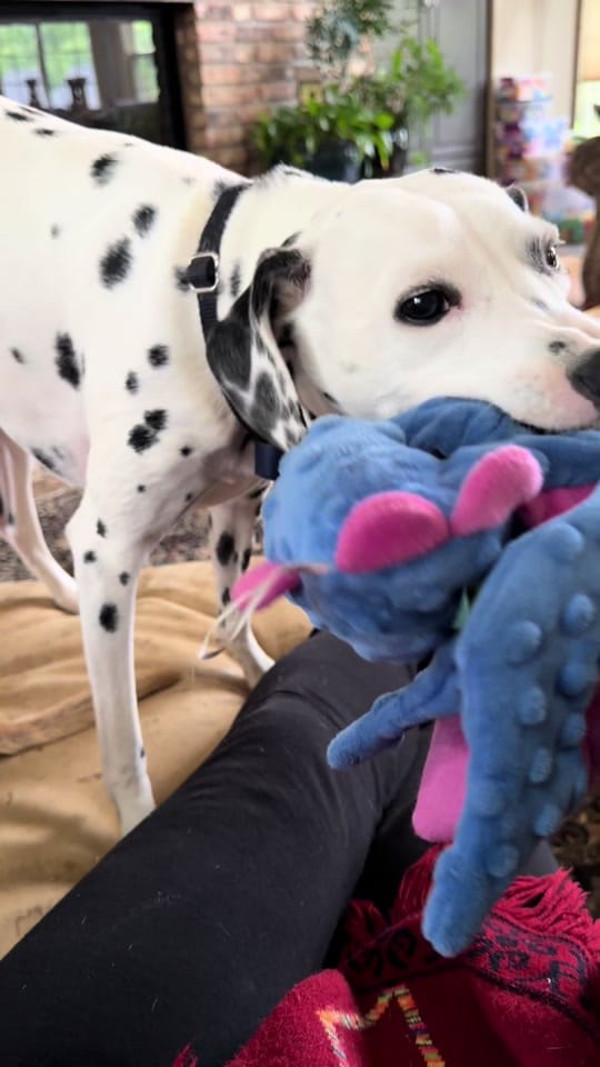 Post 2 by ❌traveling7️⃣dogstar❌ on TikTok (video)