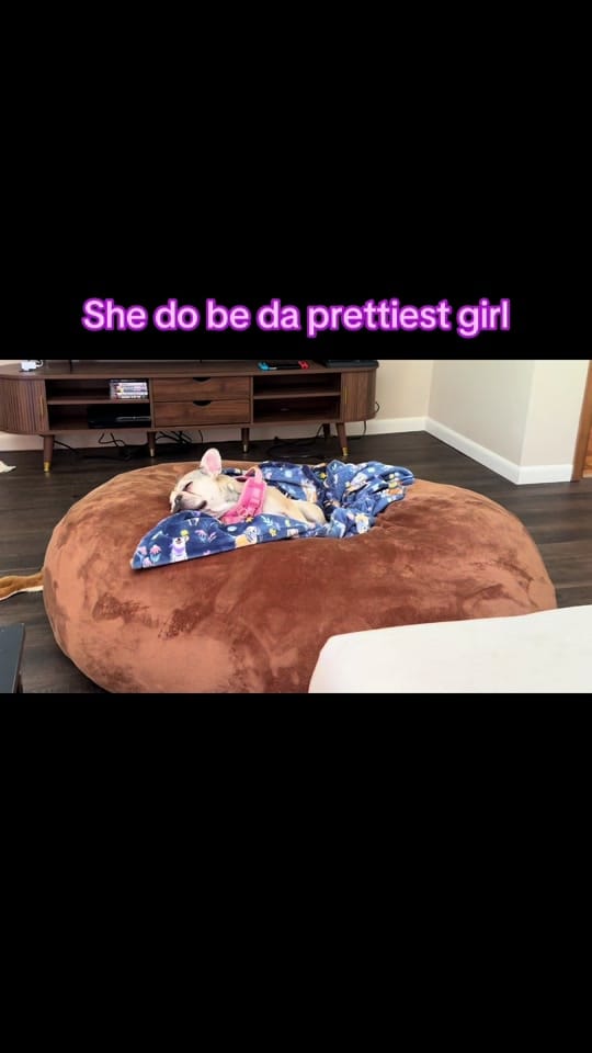 Post 9 by ❌traveling7️⃣dogstar❌ on TikTok (video)