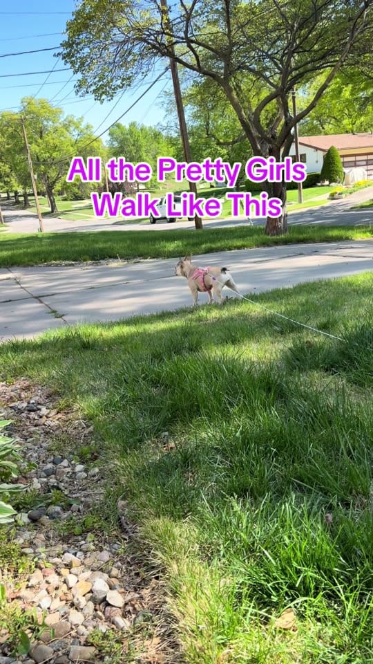 Post 7 by ❌traveling7️⃣dogstar❌ on TikTok (video)