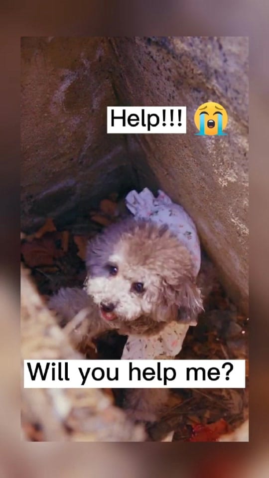 Post 3 by Lovely Dog Story on TikTok (video)