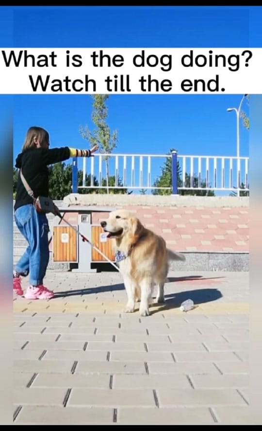 Post 6 by Lovely Dog Story on TikTok (video)