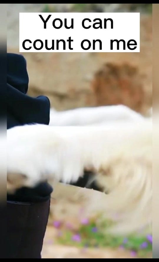 Post 5 by Lovely Dog Story on TikTok (video)