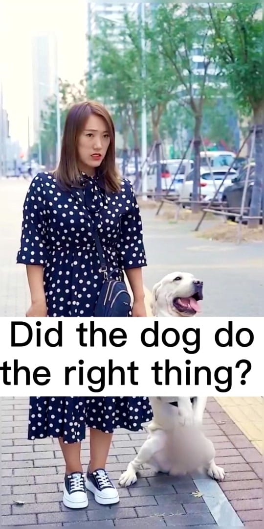 Post 9 by Lovely Dog Story on TikTok (video)