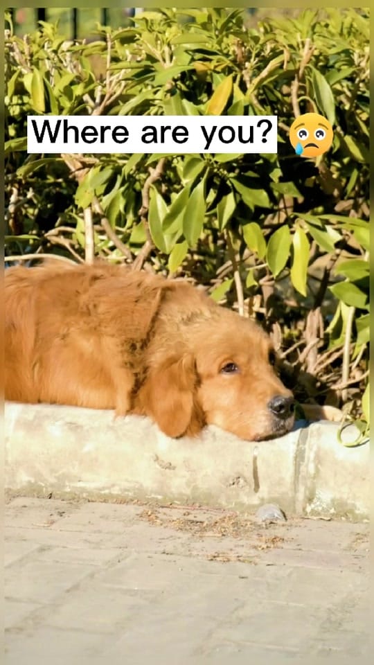 Post 2 by Lovely Dog Story on TikTok (video)