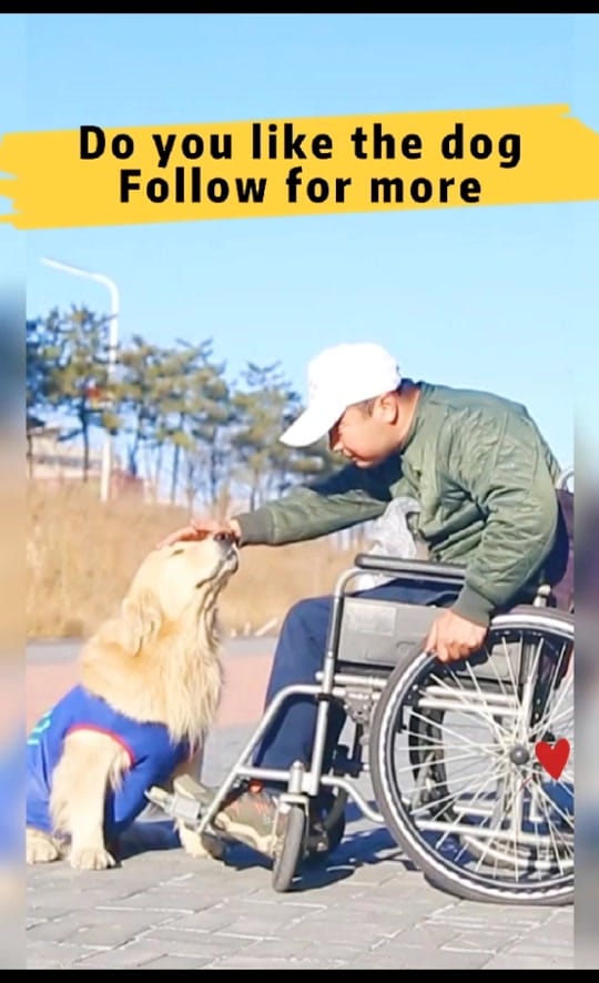Post 8 by Lovely Dog Story on TikTok (video)