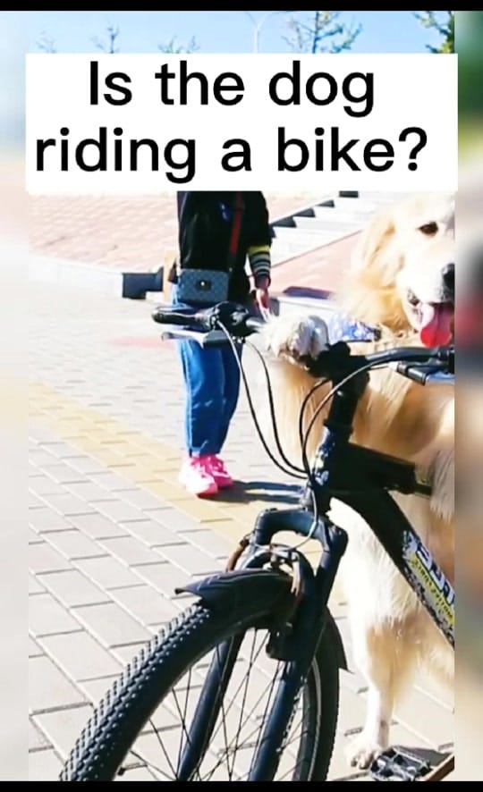 Post 4 by Lovely Dog Story on TikTok (video)