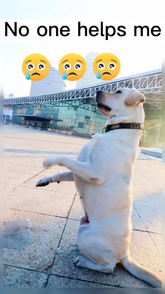 Post 10 by Lovely Dog Story on TikTok (video)