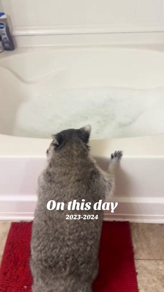 Post 6 by Smith on TikTok (video)