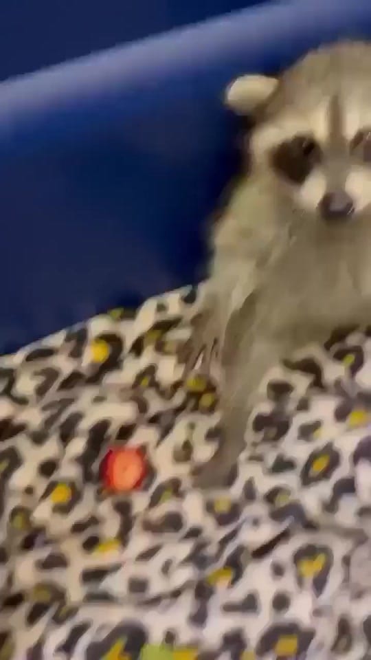 Post 10 by Smith on TikTok (video)