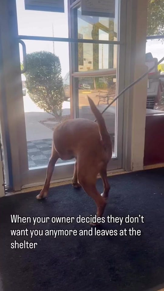 Post 3 by Renee Poche on TikTok (video)