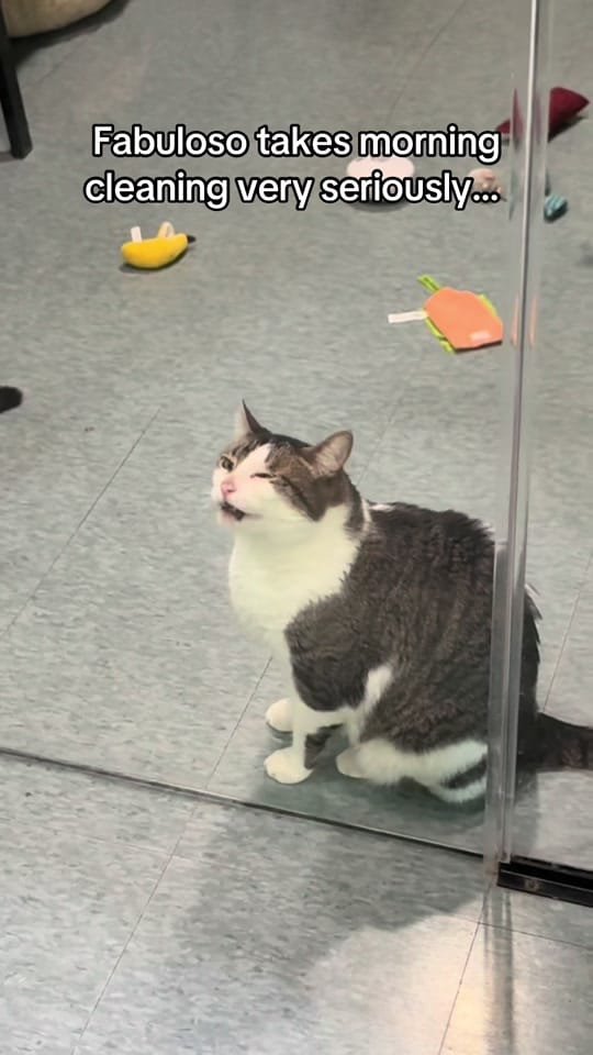 Post 8 by PAWS Shelter on TikTok (video)