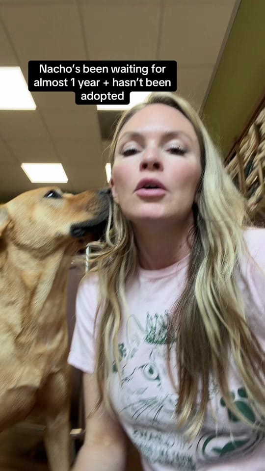 Post 3 by PAWS Shelter on TikTok (video)