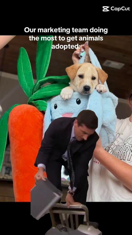 Post 10 by PAWS Shelter on TikTok (video)
