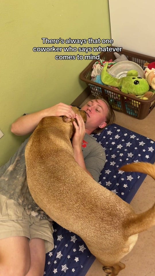 Post 1 by PAWS Shelter on TikTok (video)