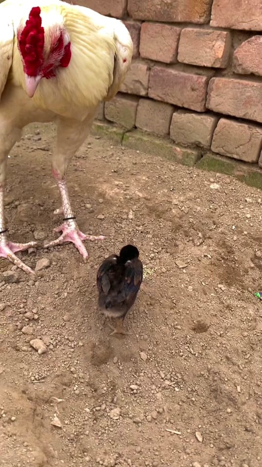 Post 10 by YAS on TikTok (video)