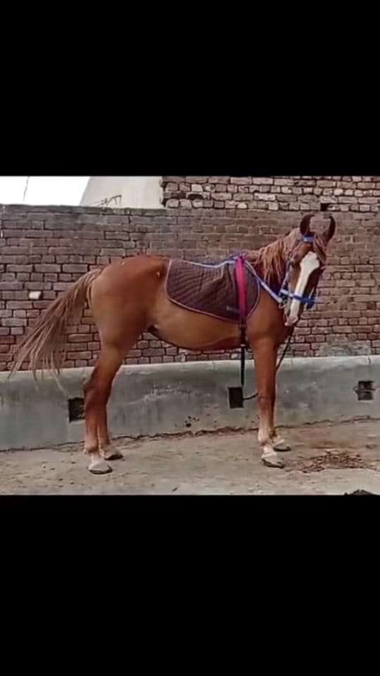 Post 8 by YAS on TikTok (video)