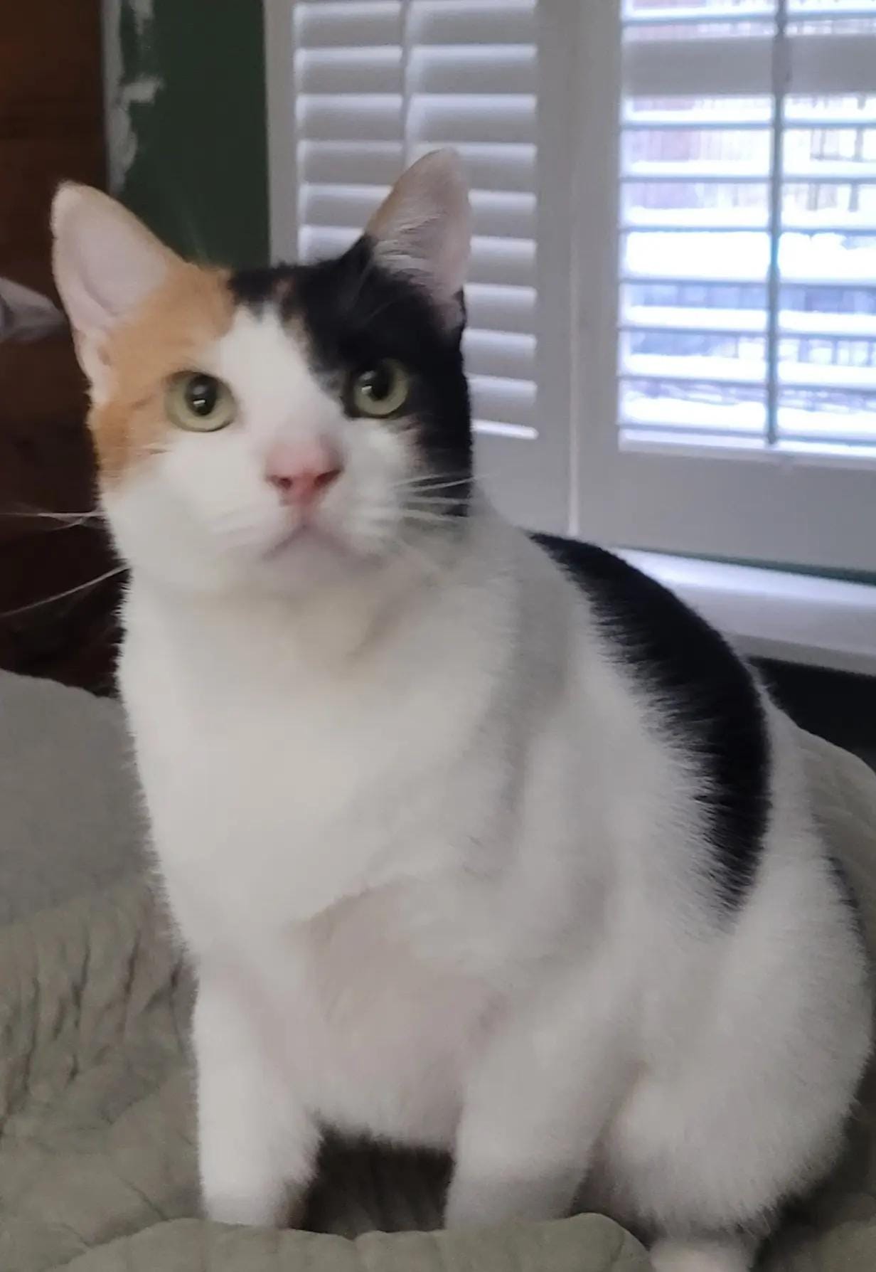 Post 9 by Lynn on TikTok (video)