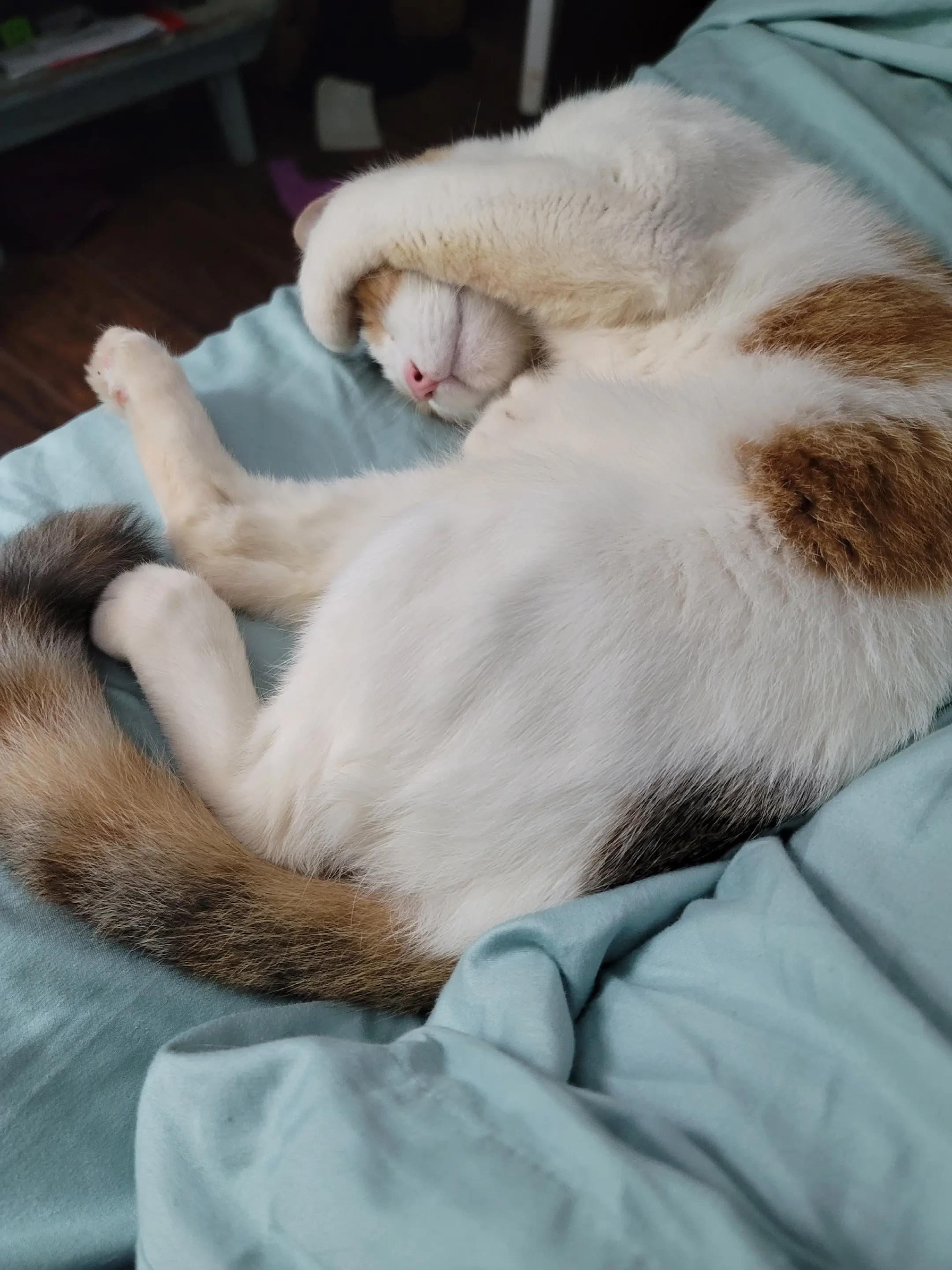 Post 7 by Lynn on TikTok (video)