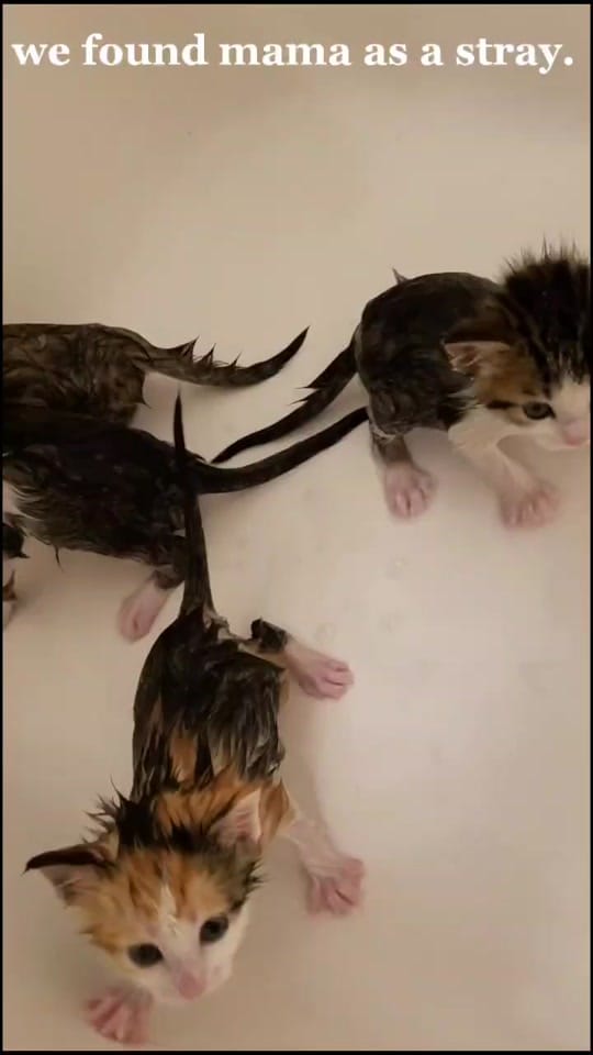 Post 10 by Nala One and Two on TikTok (video)